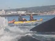 Si-a vazut MOARTEA cu ochii dupa ce era sa fie inghitita de o balena! VIDEO
