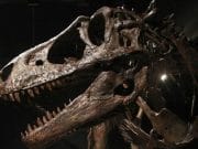 FOSILA unei specii necunoscute de PHYTOSAUR, veche de 200 de milioane de ani, descoperita in Texas!