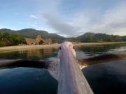 Calatoria unui PELICAN abandonat ce abia invata sa zboare! VIDEO