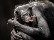 Cele mai frumoase ANIMALE SALBATICE surprinse in IMAGINI SPECTACULOASE!