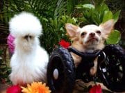 PRIETENIE EMOTIONANTA: Cum se inteleg o gainusa pufoasa si un chihuahua cu doar doua picioare! FOTO