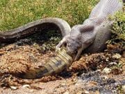 Nu stiai de ce este Australia una dintre cele mai periculoase tari? Priveste aceste IMAGINI!