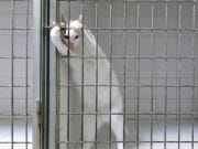 PISICA asta a UIMIT pe toata lumea prin MODUL „MAGIC” in care reuseste sa scape dintr-o cusca! VIDEO VIRAL