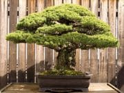 Bonsaiul de 388 de ani care a supravietuit BOMBEI ATOMICE de la Hiroshima! FOTO