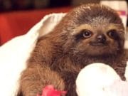 CLIPUL care promite ca iti va schima VIATA: Sunetele adorabile pe care le scoate un PUI de lenes! VIDEO