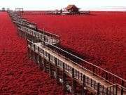 IMAGINI COLORATE cu PLAJA ROSIE PANJIN care pare rupta din RAI! FOTO + VIDEO
