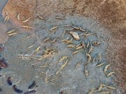 IMAGINI MONUMENTALE cu o „BATALIE” dintre sute de HIPOPOTAMI si CROCODILI!
