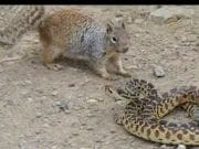 Pe cat de inofensiva, pe atat de curajoasa! Ce face aceasta VEVERITA in fata unui SARPE VENINOS! VIDEO