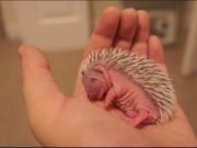 ADORABIL este putin spus! Uite cum doarme un PUI DE ARICI in mana stapanului! VIDEO