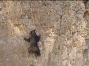 Daca te poti catara pe munte ca aceasta ursoaica si puiul sau esti cel mai tare! VIDEO