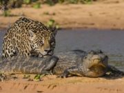 IMAGINI FANTASTICE: Cine invinge in BATALIA TITANILOR? Jaguarul sau crocodilul? FOTO + VIDEO