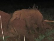 IMAGINILE care iti vor rupe SUFLETUL de MILA: Un pui de elefant isi plange mama moarta asemeni unui om! VIDEO