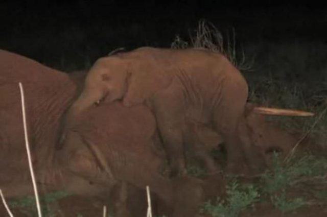 IMAGINILE care iti vor rupe SUFLETUL de MILA Un pui de elefant isi plange mama moarta asemenea unui om! VIDEO
