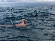 MOMENT IMPRESIONANT! Cum este salvat de zece DELFINI un INOTATOR care putea fi PRANZUL unui RECHIN FIOROS! VIDEO