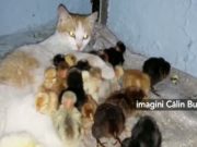 O pisicuta sufletista s-a hotarat sa adopte exact 25 de PUI DE GAINA! Uite cat de DRAGALASI sunt! VIDEO