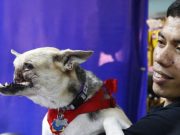 TOP 10 ANIMALE care au facut ceva INCREDIBIL cand SPERANTA era pierduta!