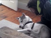 Vorbeste ca un OM: Cum raspunde un HUSKY stapanului prin „NU” cand e trimis la locul lui! VIDEO