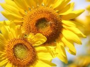 Anticul exercitiu Tao – stimularea hepatica si echilibrarea Chakrei Plexului Solar