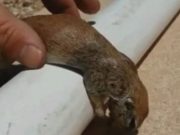 Acest om chiar are un SUFLET adevarat: A salvat o VEVERITA INECATA intr-o piscina! VIDEO