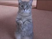 Cat de ADORABILA este aceasta PISICUTA care cere de mancare stapanului! VIDEO