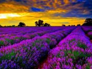 Daca IMAGINILE ar avea MIROS… OARE CUM AR FI ACEST CAMP DE LAVANDA?