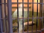 IMAGINEA care confirma MISTERUL STAFIILOR de la celebra inchisoare Alcatraz! VIDEO
