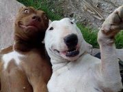 IMAGINI DE COLECTIE: Cele mai tari SELFIE-uri cu ANIMALE care iti vor insenina ZIUA!