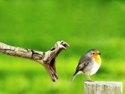 Terapie prin imagini: Fotografii perfecte care iti vor SCHIMBA ZIUA!