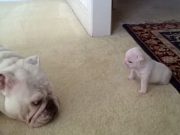 Acest pui de bulldog mic si fioros este extrem de nervos pe mamica lui! VIDEO