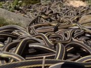 Asa arata RAIUL SERPILOR! Cum arata cea mai mare colcaiala de reptile din lume! VIDEO