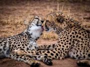 IMAGINI ROMANTICE cu POVESTI DE IUBIRE din lumea animalelor!