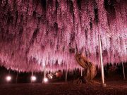 IMAGINI cu PARADISUL ROZ creat de o GLICINA DE 144 DE ANI! GALERIE FOTO