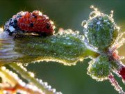IMAGINI cu cele mai frumoase momente ale diminetii: PICATURILE DE ROUA VINDECATOARE!