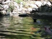 Incredibil! Un porc a ajuns erou pe internet dupa ce a facut asta! VIDEO