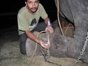 Un biet ELEFANT a fost tinut in lanturi si INFOMETAT vreme de 50 de ani! Uite cum reactioneaza in momentul eliberarii! VIDEO
