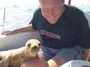 Ce crezi ca a facut un pui de foca dragalas dupa ce a urcat pe o barca de pasageri? VIDEO