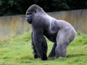 GORILA care se comporta asemeni unui om a lasat cu gura cascata pe toata lumea! VIDEO