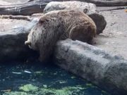 IMAGINI EMOTIONANTE: Un URS din Budapesta reuseste sa salveze o cioara de la inec! VIDEO