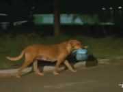 LECTIE DE VIATA: Afla MOTIVUL pentru care aceasta CATELUSA merge cate doi kilometri zilnic! VIDEO