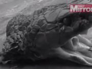 O COBRA a omorat un BUCATAR la 20 de minute dupa ce a fost DECAPITATA! VIDEO