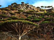 PEISAJUL EXTRATERESTRU de pe unul dintre cele mai izolate locuri din lume: INSULA SOCOTRA!