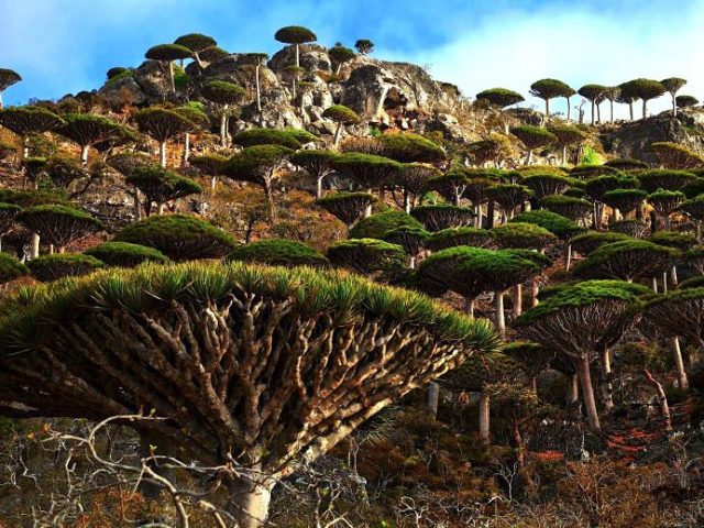 PEISAJUL EXTRATERESTRU de pe unul dintre cele mai izolate locuri din lume INSULA SOCOTRA!7