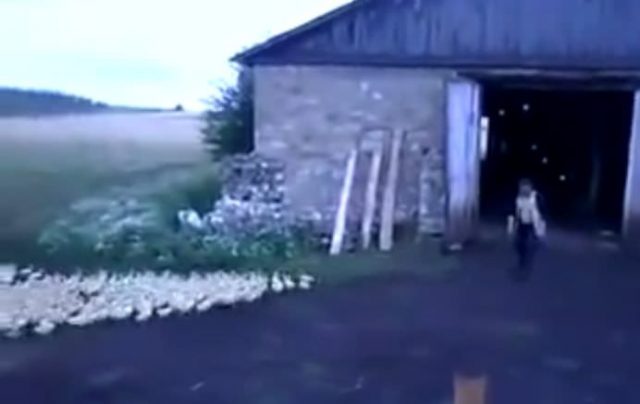 REACTIA DEMENTIALA a ratelor atunci cand FERMIERUL striga la ele! VIDEO
