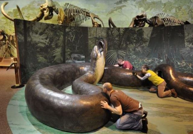 Temutul sarpe TITANOBOA, stramosul lui BOA si ANACONDA care a trait acum 60 de milioane de ani!2
