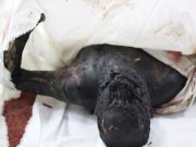 Virusul EBOLA este mic „copil”! Vezi cinci VIRUSURI mult mai periculoase care ameninta OMENIREA!