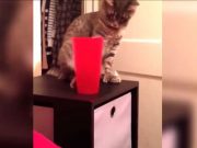 Cat de OBRAZNICE pot fi PISICILE? Asta nu stim dar ne putem CONVINGE! VIDEO