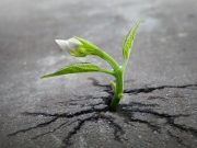 Viata gaseste intotdeauna o cale! 25 de plante INTR-O LUPTA INCREDIBILA pentru supravietuire!