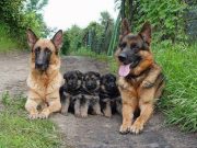 IMAGINI ADORABILE cu familii de animale care te vor SENSIBILIZA la maxim!