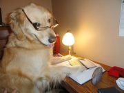 IMAGINI AMUZANTE cu Bailey, UN CAINE cu INDELETNICIRI UMANE!