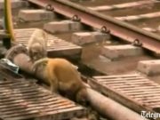 IMAGINI ABSOLUT SPECTACULOASE cu o maimuta care isi resusciteaza partenera electrocutata! VIDEO